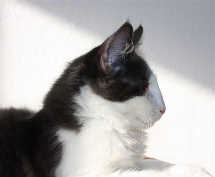 Norsk Skovkat Miss Ronski's Blue Baloo billede 7