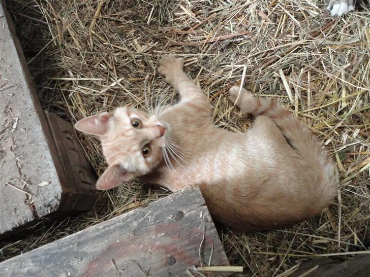 Huskat Den røde baron (Baronen)R - hejsa det er mig der er Baronen velkommen til min profil : ) billede 1