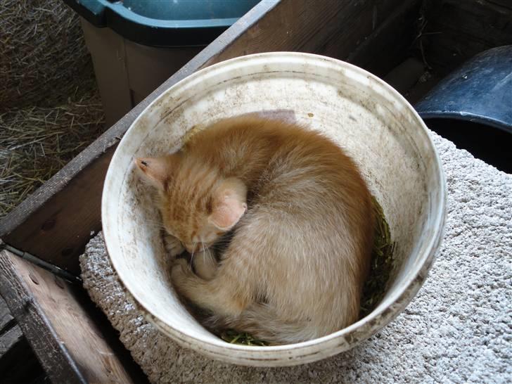 Huskat Den røde baron (Baronen)R - mit ynglings sove-sted billede 2