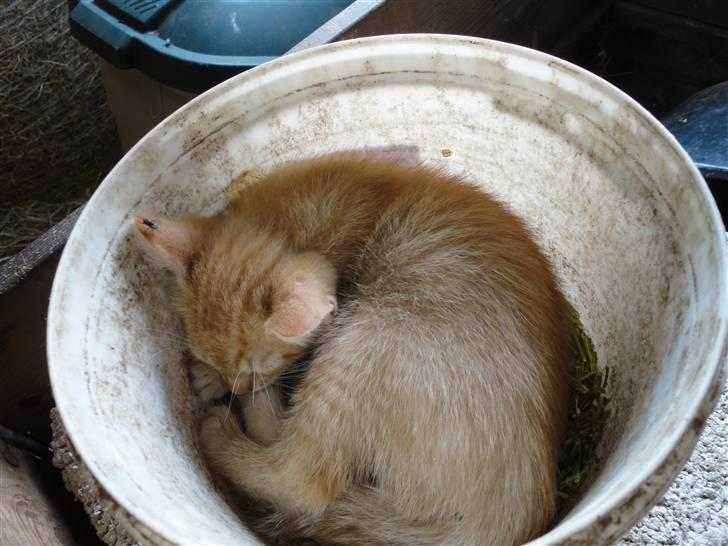 Huskat Den røde baron (Baronen)R - mit ynglings sove-sted billede 3