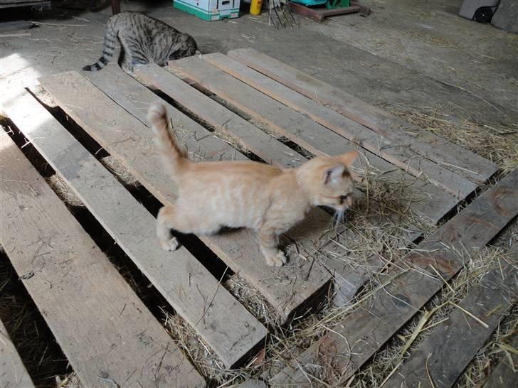 Huskat Den røde baron (Baronen)R billede 4