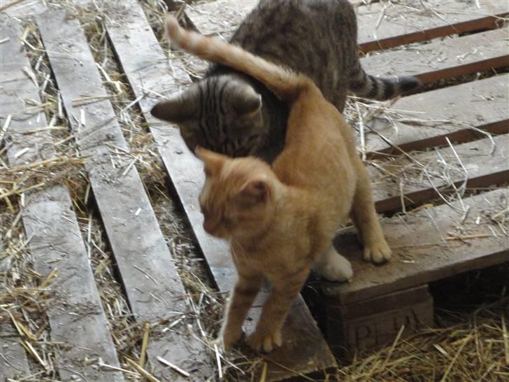Huskat Den røde baron (Baronen)R - baronen og mulle billede 5