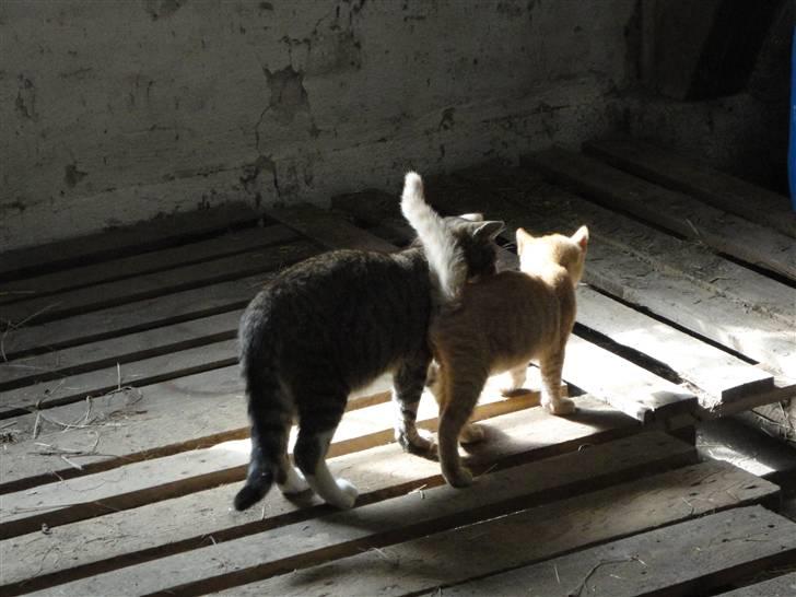 Huskat Den røde baron (Baronen)R billede 6