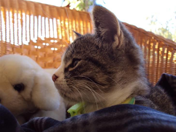 Huskat Romeo billede 1