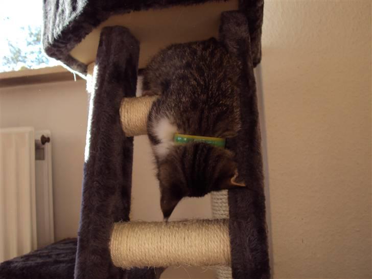 Huskat Romeo billede 2