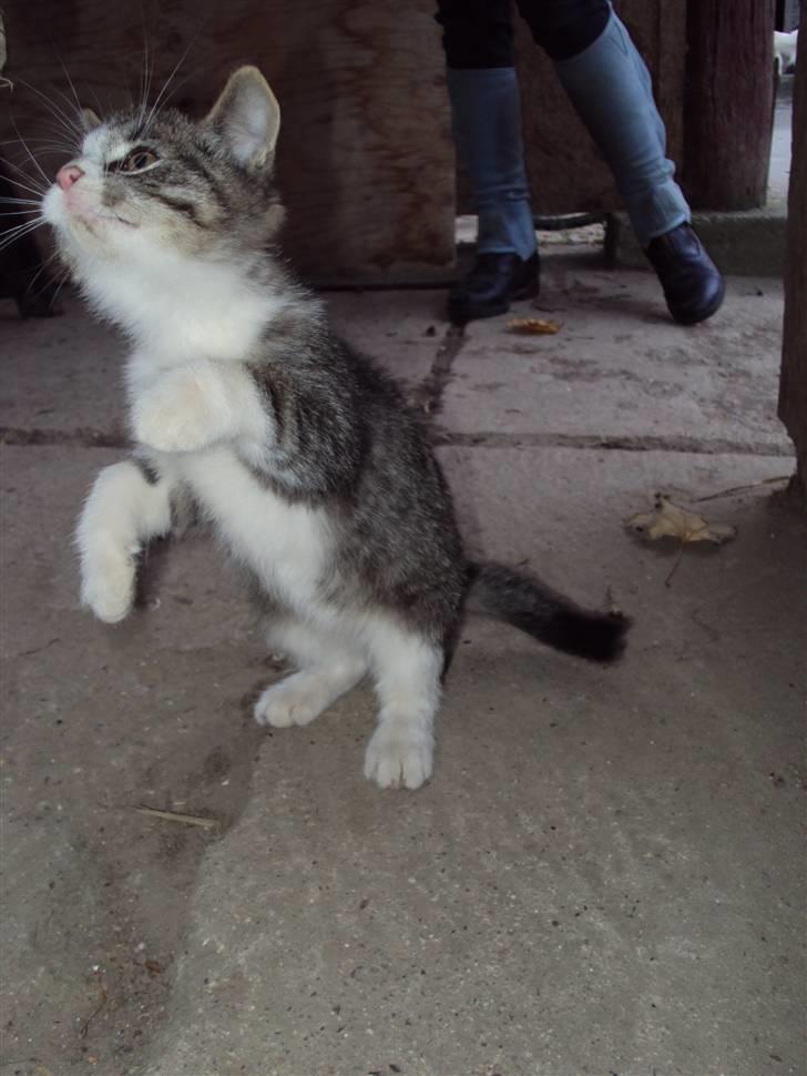 Huskat Romeo billede 3