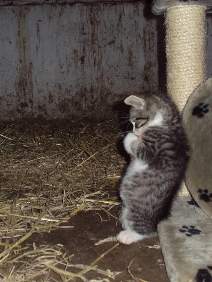 Huskat Romeo billede 4