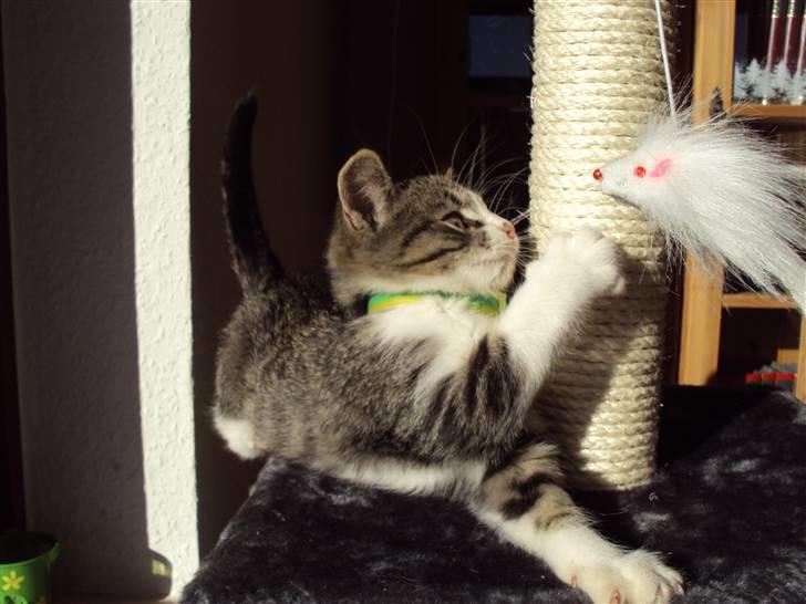 Huskat Romeo billede 5