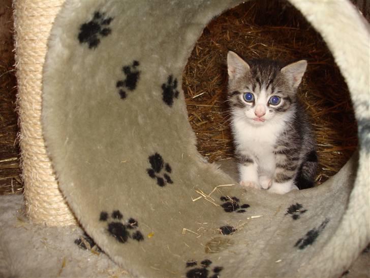 Huskat Romeo billede 6