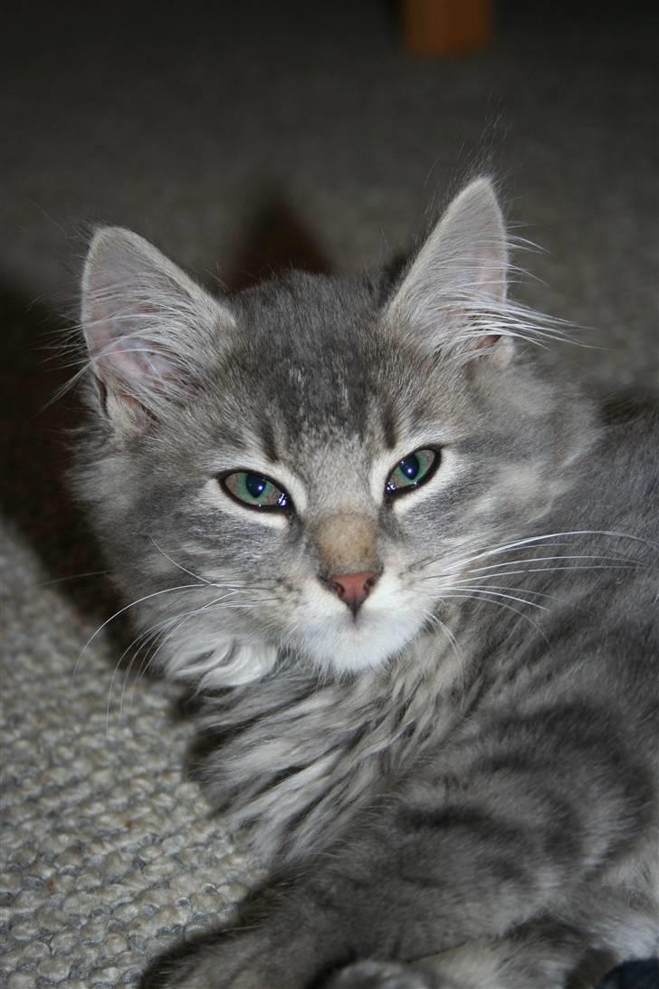 Blanding af racer Trold billede 7