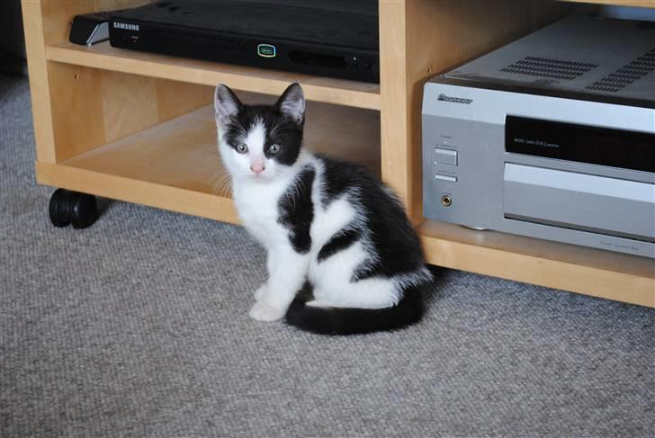 Huskat robert billede 3