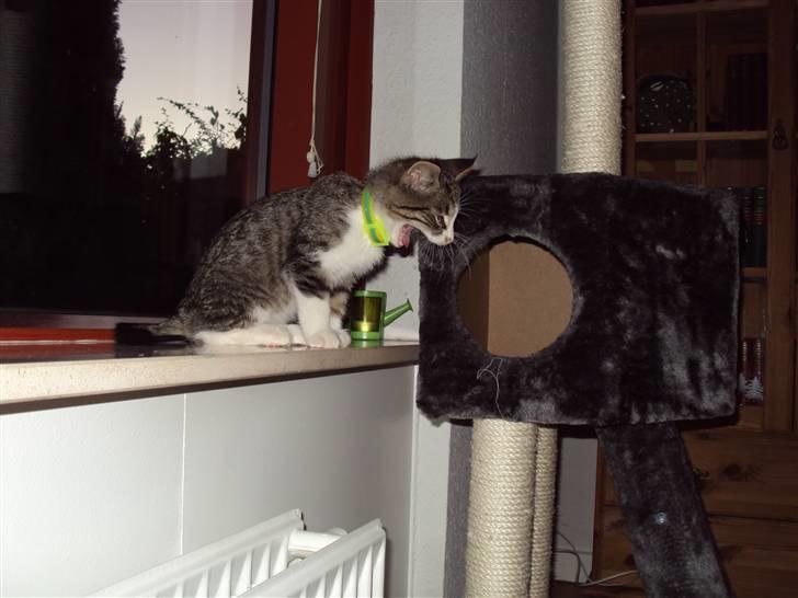 Huskat Romeo billede 7