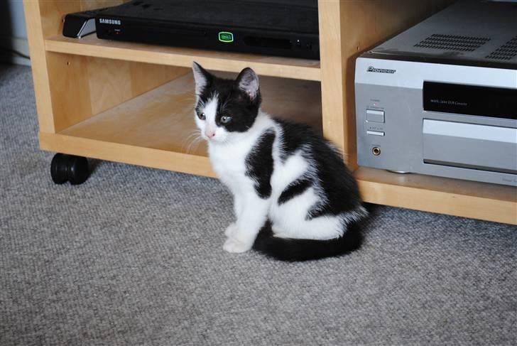 Huskat robert billede 4