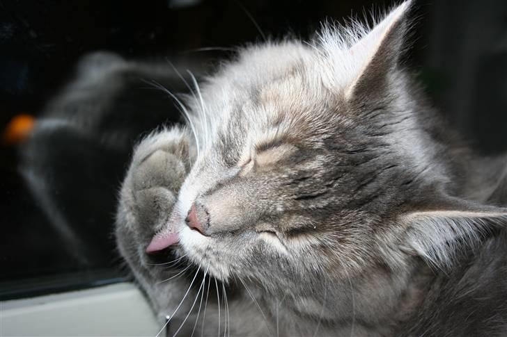 Blanding af racer Trold billede 2