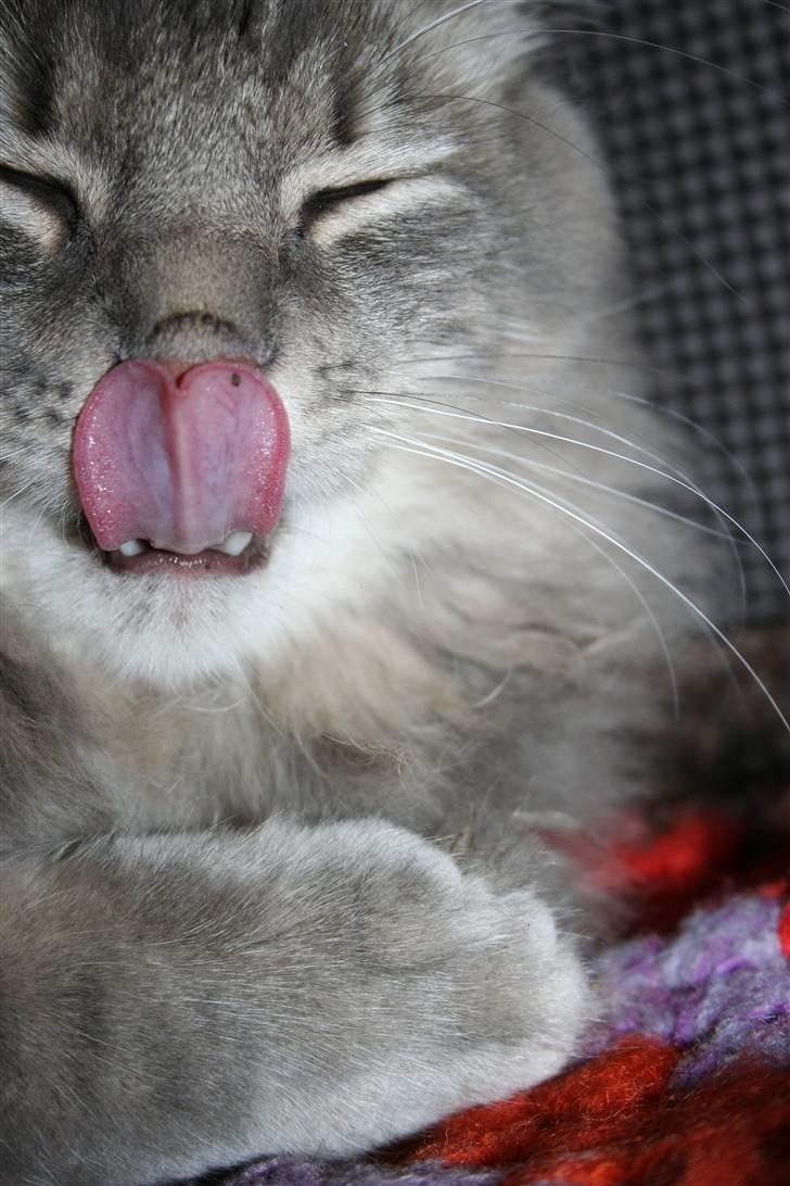 Blanding af racer Trold - Mmm billede 4