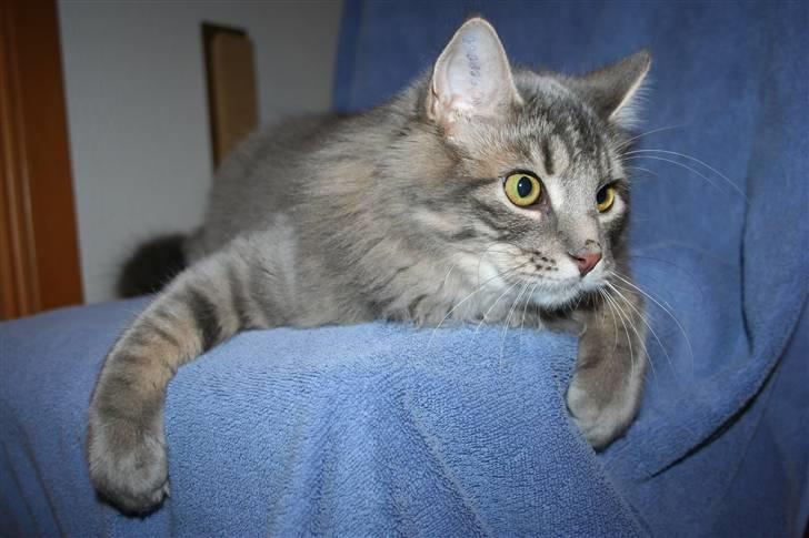 Blanding af racer Trold billede 12