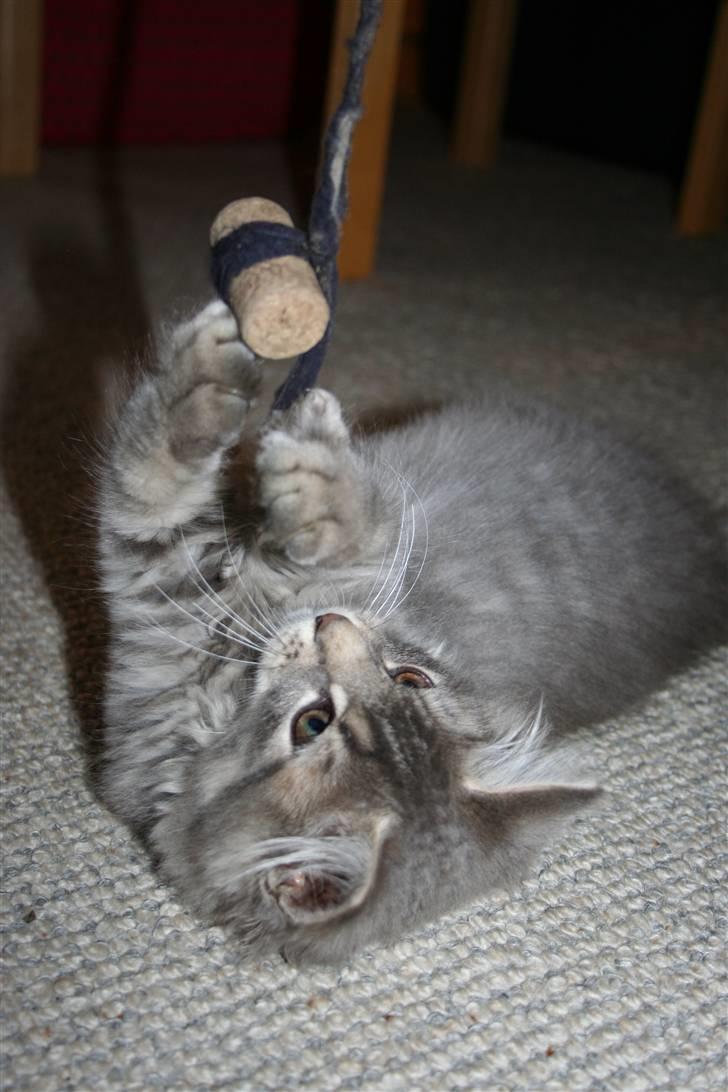 Blanding af racer Trold billede 8