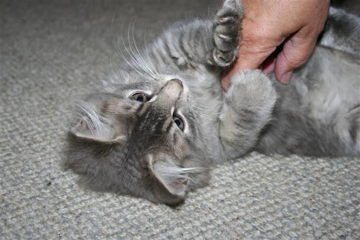 Blanding af racer Trold - Så lille og nuttet billede 9