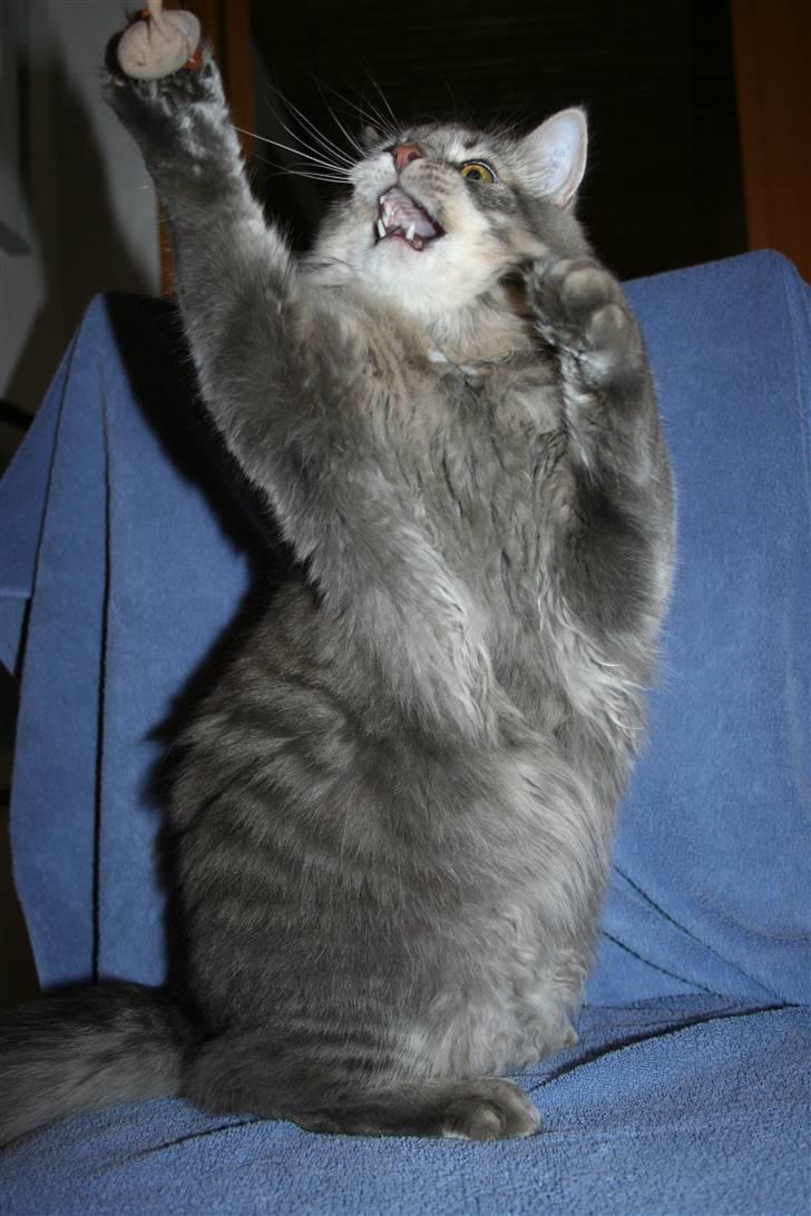 Blanding af racer Trold billede 10