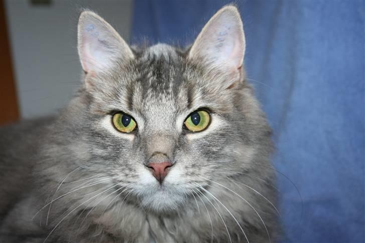 Blanding af racer Trold billede 11