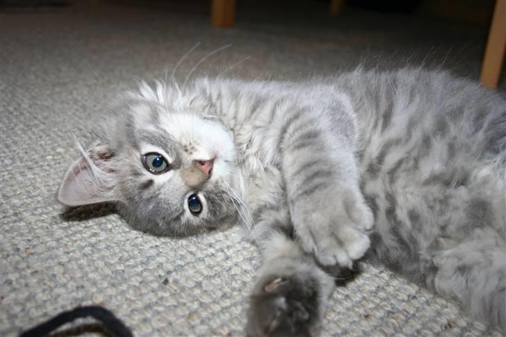 Blanding af racer Trold - Er jeg ikke uimodståelig?? billede 6