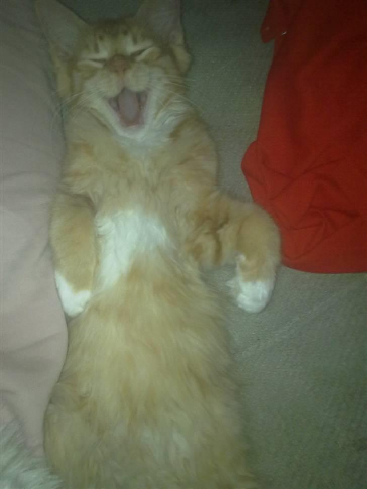 Blanding af racer Mr. Trouble - Haaaaaiiiii :D jeg hedder Mr- Trouble :P billede 1