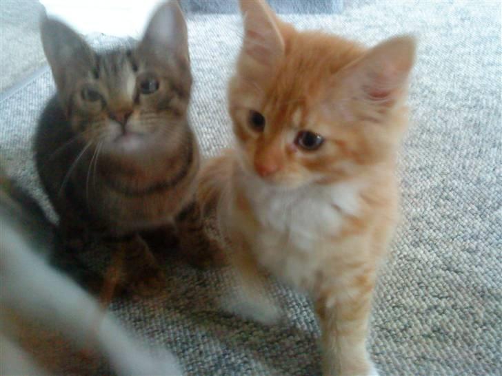 Blanding af racer Mr. Trouble - mig 10 uger gammel :) billedet er taget ved min opdrætter :) billede 2