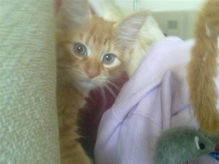 Blanding af racer Mr. Trouble - bøøh :D billede 3