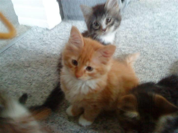 Blanding af racer Mr. Trouble - igen ved min opdrætter :D billede 4