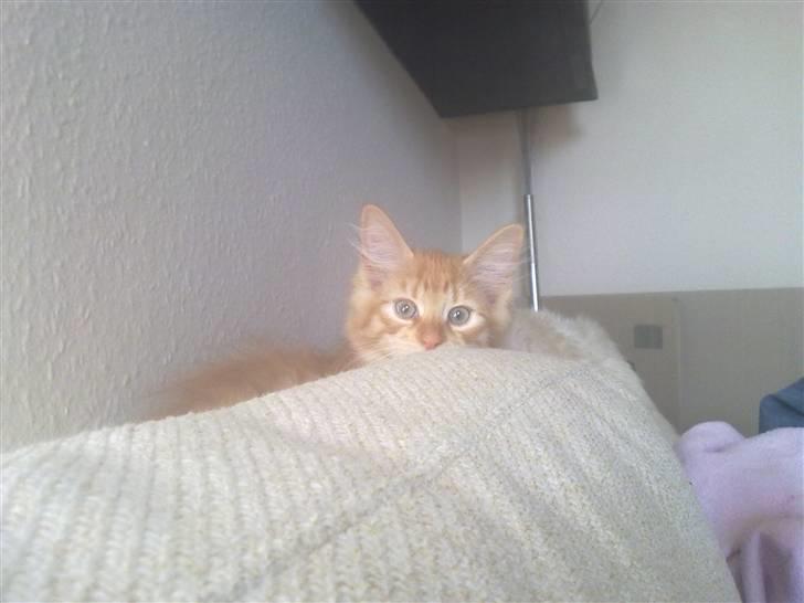 Blanding af racer Mr. Trouble - Hej moar :D billede 5