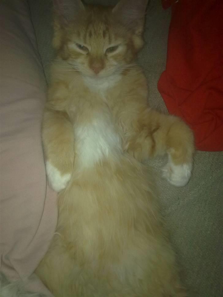 Blanding af racer Mr. Trouble - min mor siger jeg godt selv ved jeg er lækker :D hihi  billede 6