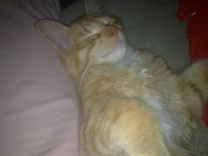 Blanding af racer Mr. Trouble - mmmm. elsker at putte ved mor :D billede 7