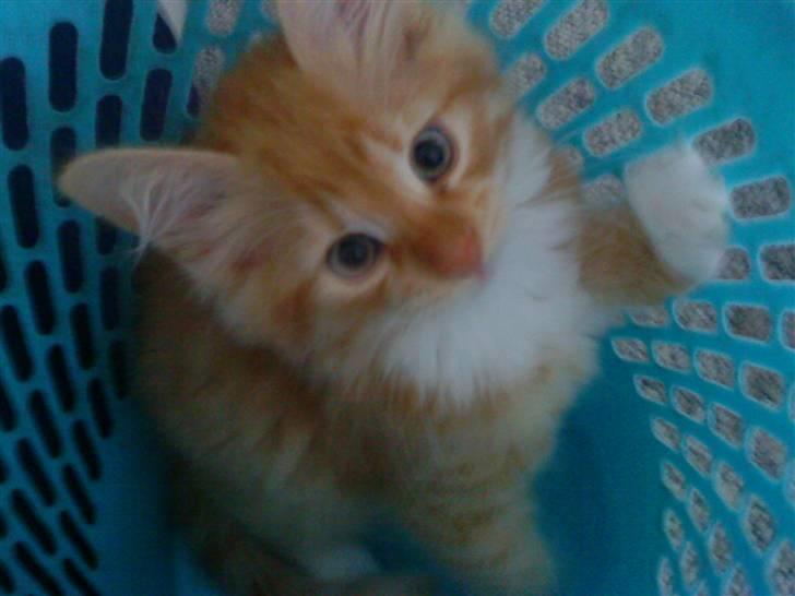 Blanding af racer Mr. Trouble - den her skraldespand så altså spændende ud :D billede 8