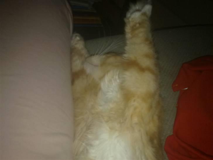 Blanding af racer Mr. Trouble - uuuuh. det er hårdt at være mig ;) billede 9