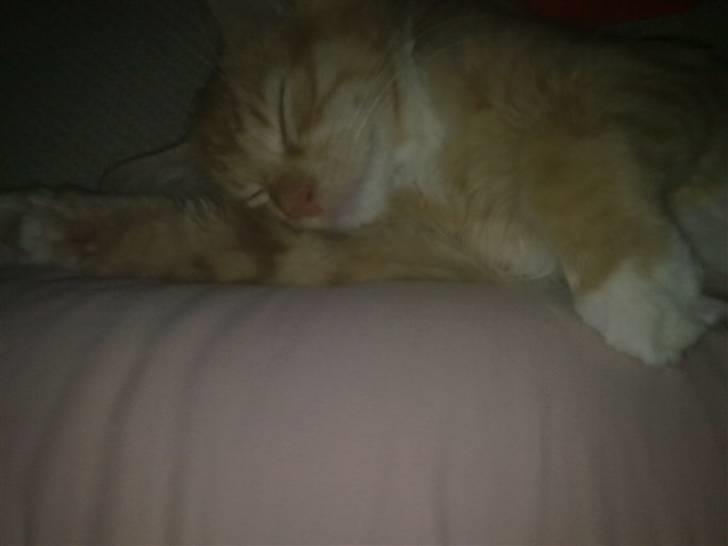 Blanding af racer Mr. Trouble - ZzzZZZzz :P billede 10