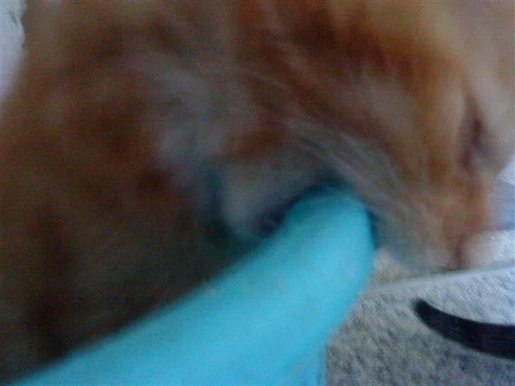 Blanding af racer Mr. Trouble - raauw. så skal skraldespanden også lige angribes lidt :P slemme, slemme slemme skraldespand ;´D billede 12