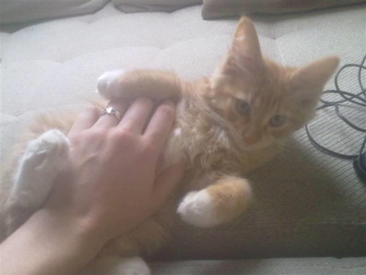 Blanding af racer Mr. Trouble - kælerøv :D billede 13