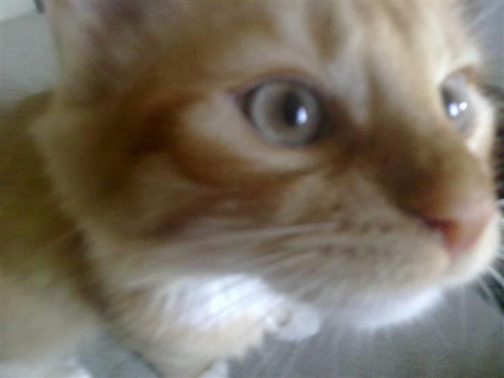 Blanding af racer Mr. Trouble - hvad laver du moar??  billede 14