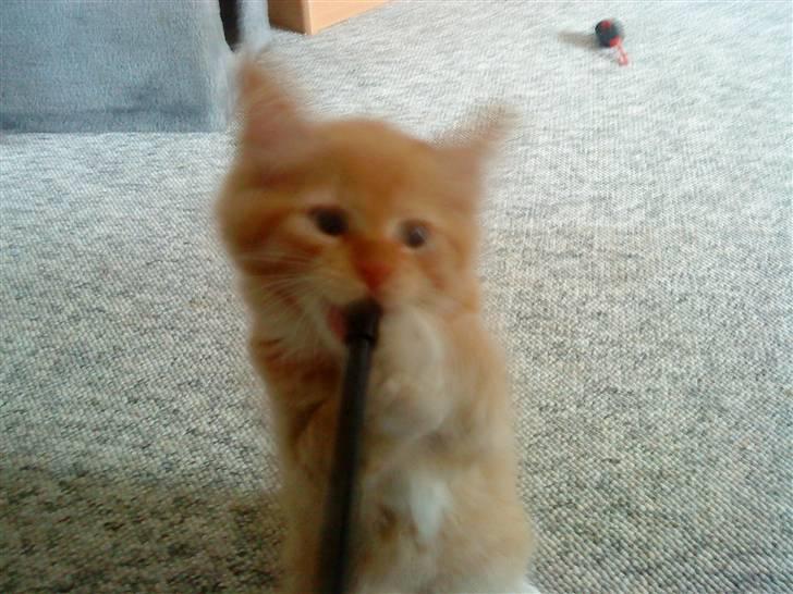 Blanding af racer Mr. Trouble - da jeg var 10 uger ved opdrætter :D grrr :) billede 15