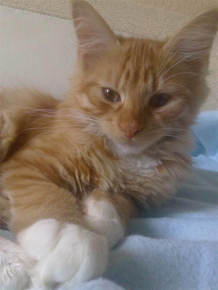 Blanding af racer Mr. Trouble - og lidt mere mig:) billede 16