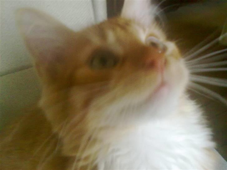 Blanding af racer Mr. Trouble - hvad har du der mor? billede 17