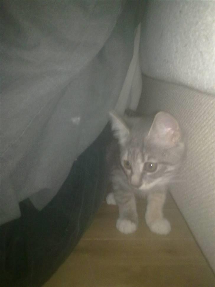 Blanding af racer BimBam - når legebarnet bliver lokket frem, så er hun den første til at angribe :) billede 2