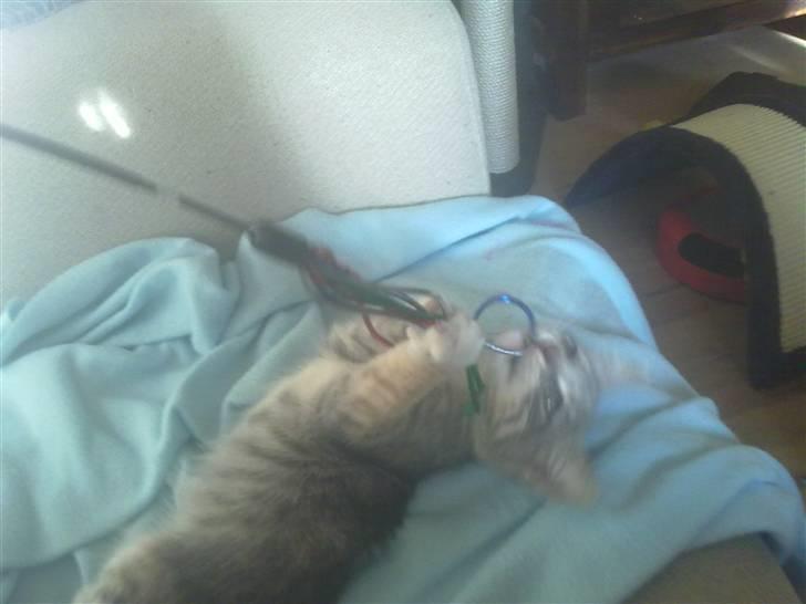 Blanding af racer BimBam - aaataack billede 3