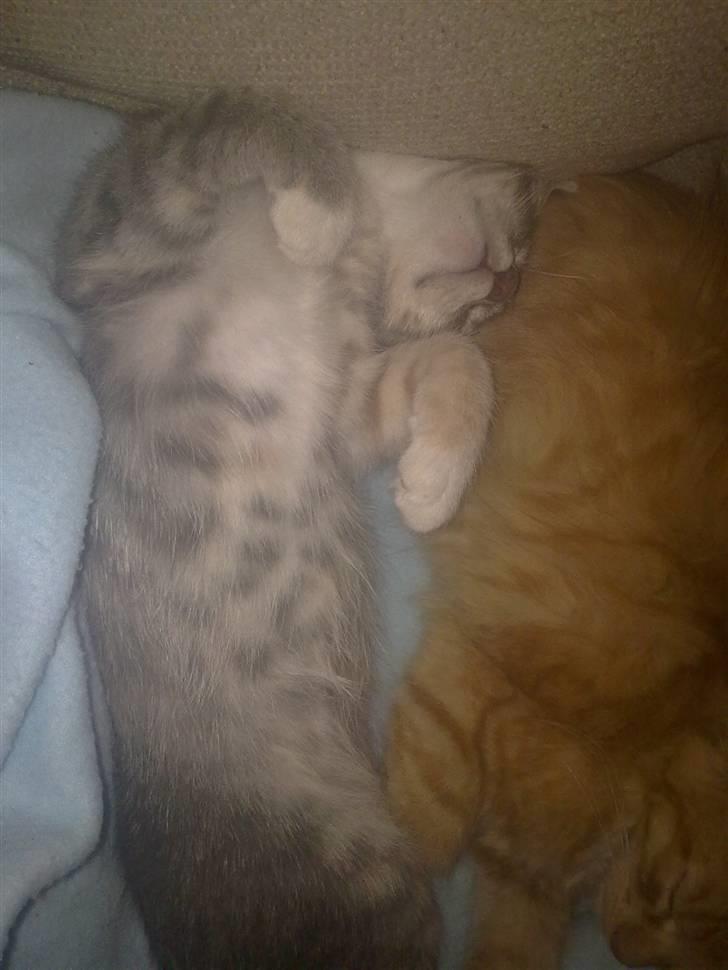 Blanding af racer BimBam - moooar, klø mig på maven :) billede 4