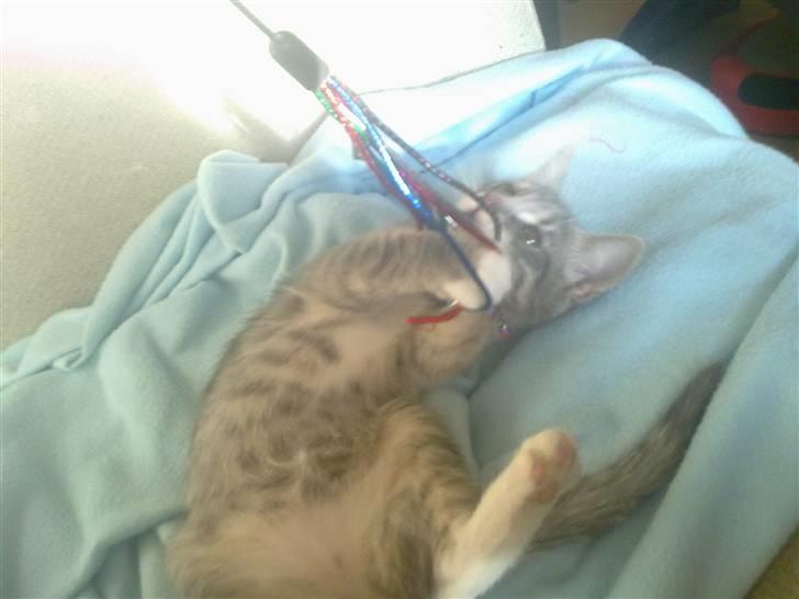 Blanding af racer BimBam - den lille prinsesse :D billede 5