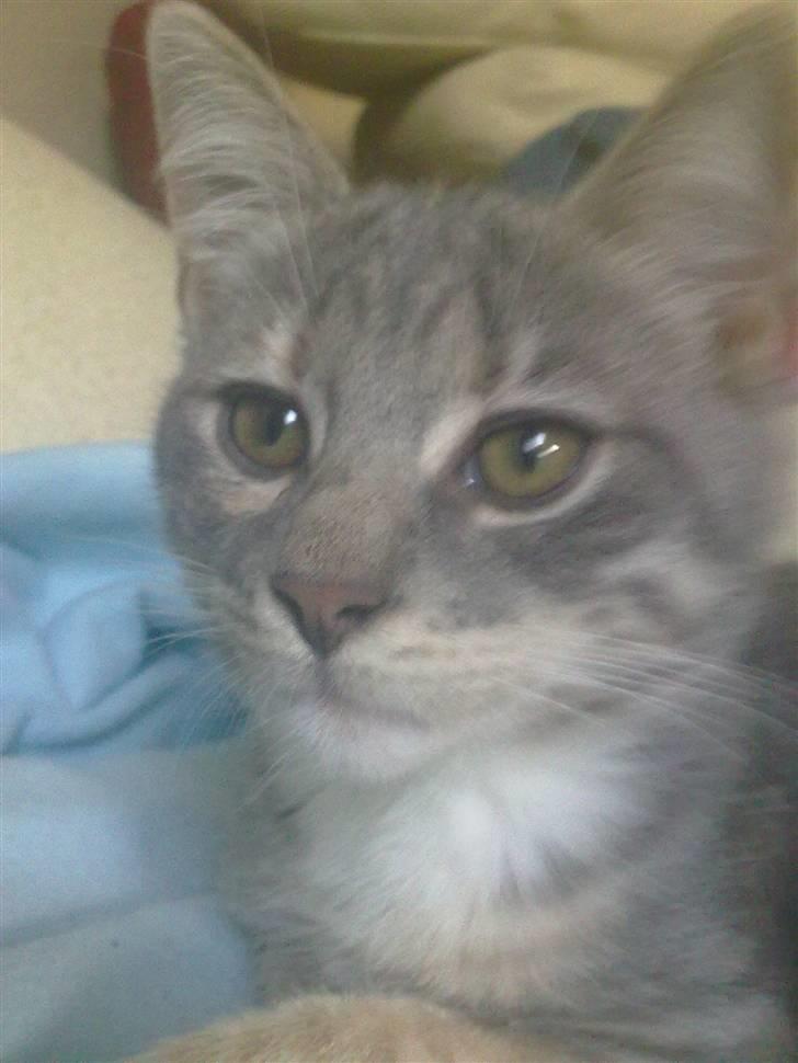 Blanding af racer BimBam - smukke BimBam billede 6