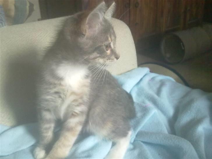 Blanding af racer BimBam - smukke pige :) billede 7