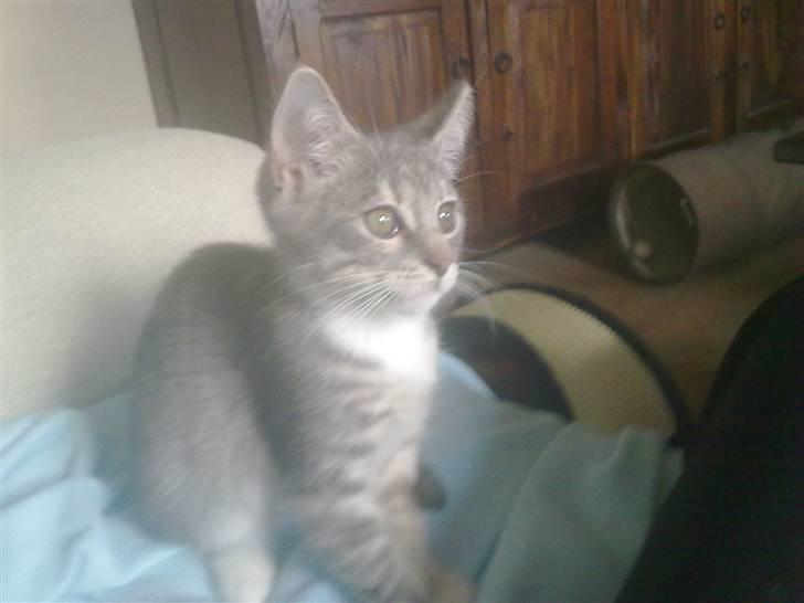 Blanding af racer BimBam - :) billede 8