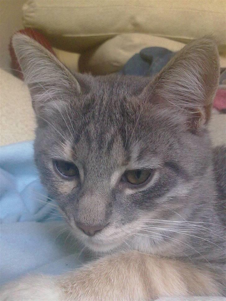 Blanding af racer BimBam - jeg er sååå smuk :) det siger min mor ihvertfald :D billede 11