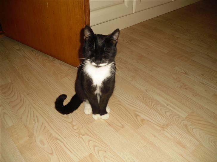 Huskat HUGO billede 1